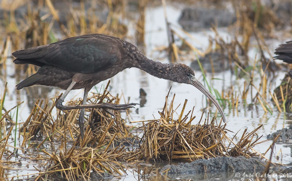 Canon EOS-1D Mark IV + Canon EF 400mm F5.6L USM sample photo