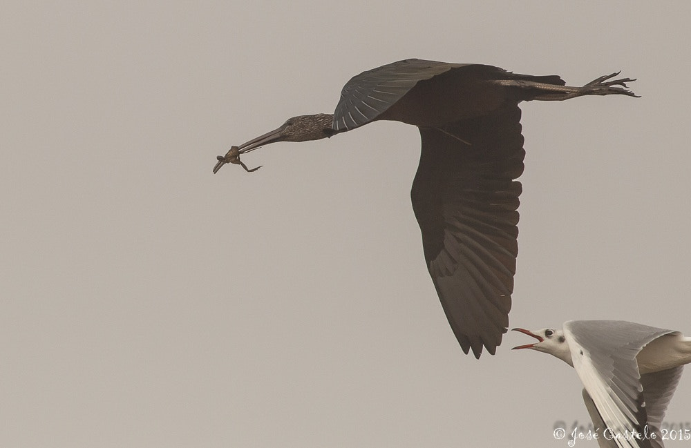 Canon EOS-1D Mark IV + Canon EF 400mm F5.6L USM sample photo