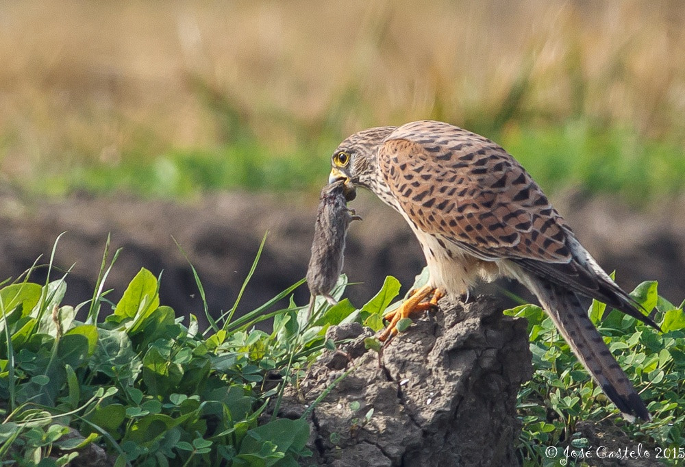 Canon EOS-1D Mark IV + Canon EF 400mm F5.6L USM sample photo