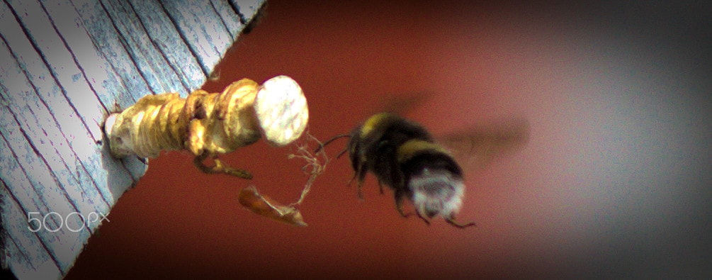 Canon EF-S 55-250mm F4-5.6 IS II sample photo. Bzzzzz photography