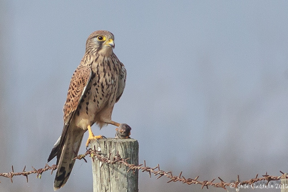 Canon EOS-1D Mark IV + Canon EF 400mm F5.6L USM sample photo