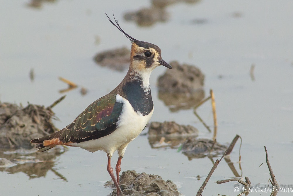 Canon EOS-1D Mark IV + Canon EF 400mm F5.6L USM sample photo