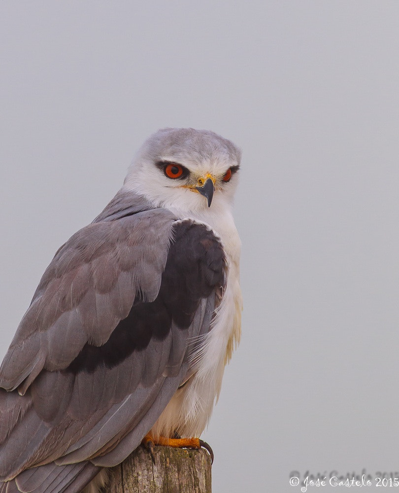 Canon EOS-1D Mark IV + Canon EF 400mm F5.6L USM sample photo