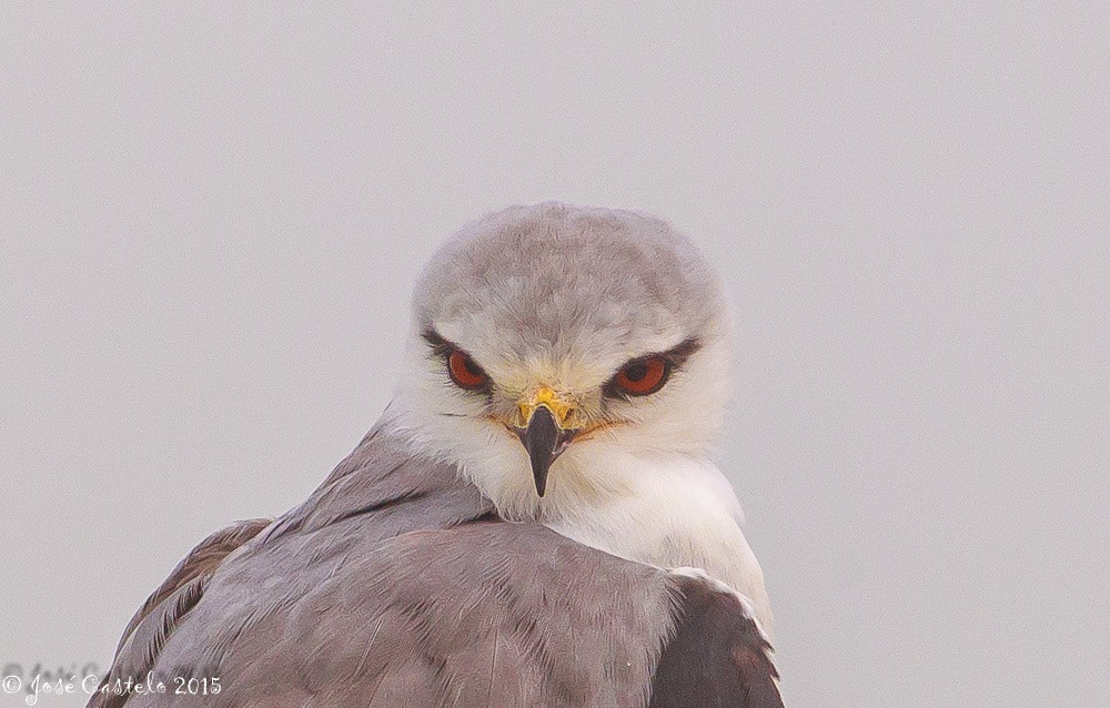 Canon EOS-1D Mark IV + Canon EF 400mm F5.6L USM sample photo