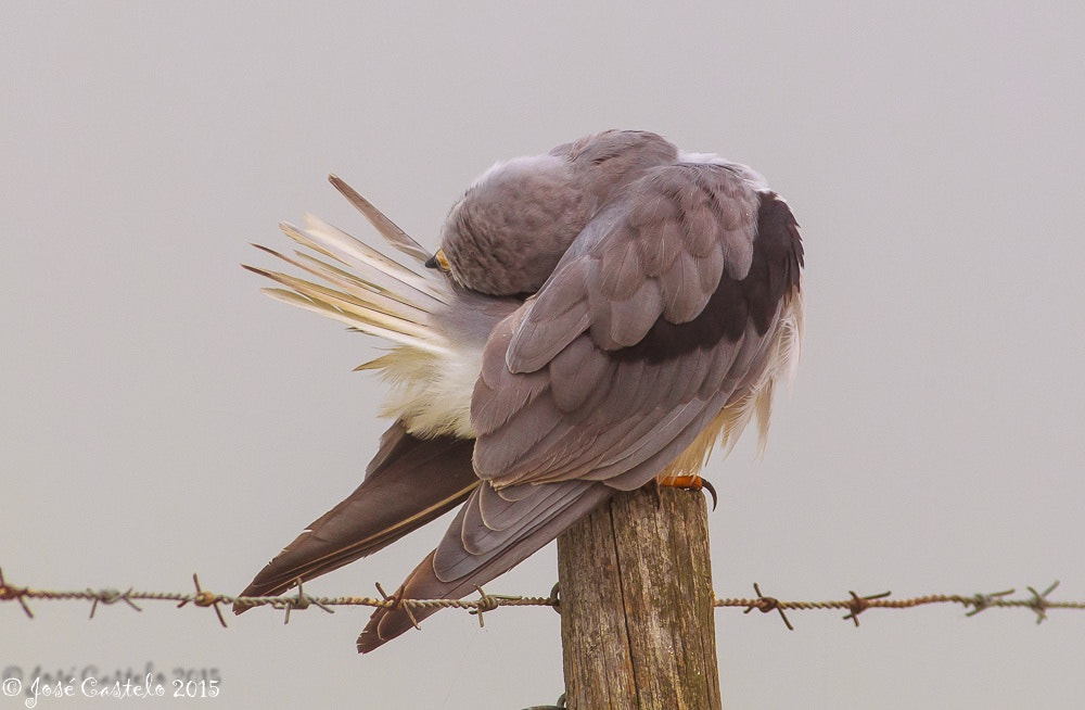 Canon EOS-1D Mark IV + Canon EF 400mm F5.6L USM sample photo