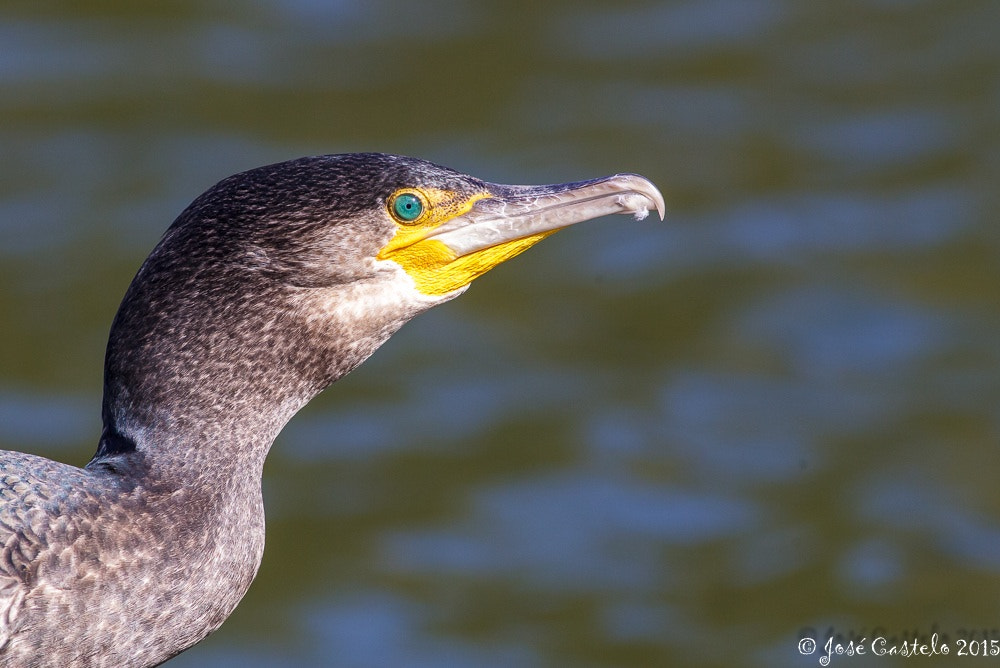 Canon EOS-1D Mark IV + Canon EF 400mm F5.6L USM sample photo