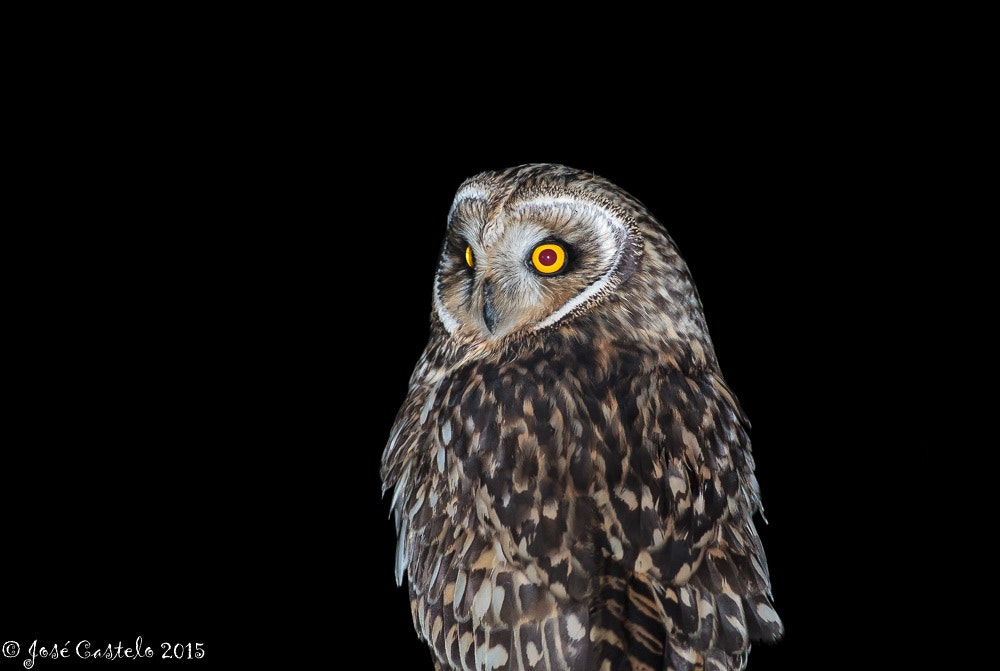 Canon EOS-1D Mark IV + Canon EF 400mm F5.6L USM sample photo