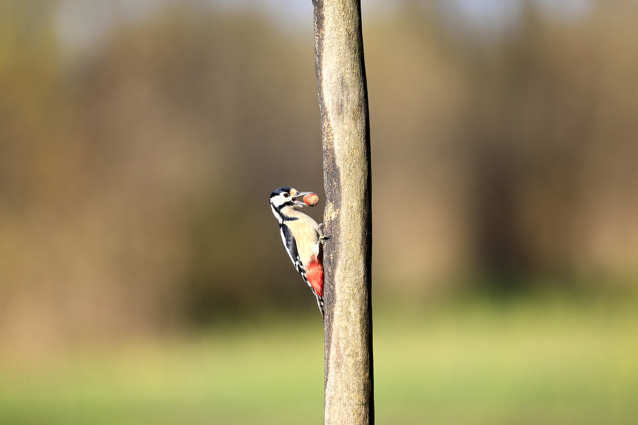 Canon EOS-1D X + Canon EF 300mm f/2.8L sample photo. Picchio photography