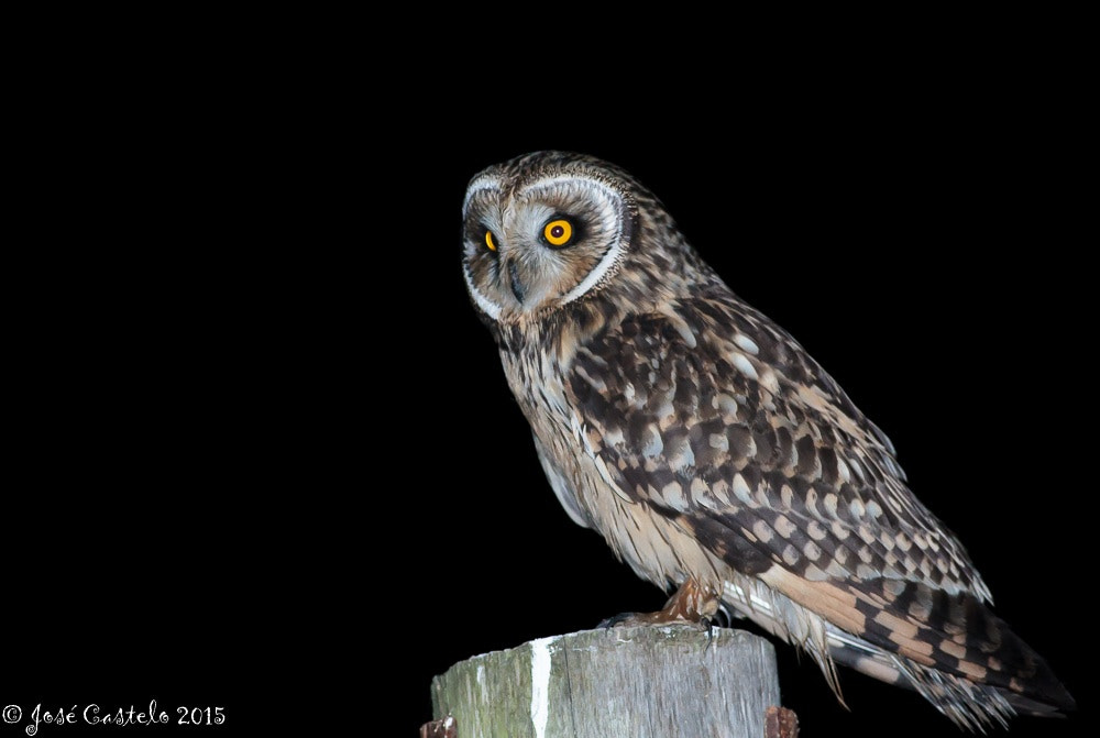 Canon EOS-1D Mark IV + Canon EF 400mm F5.6L USM sample photo