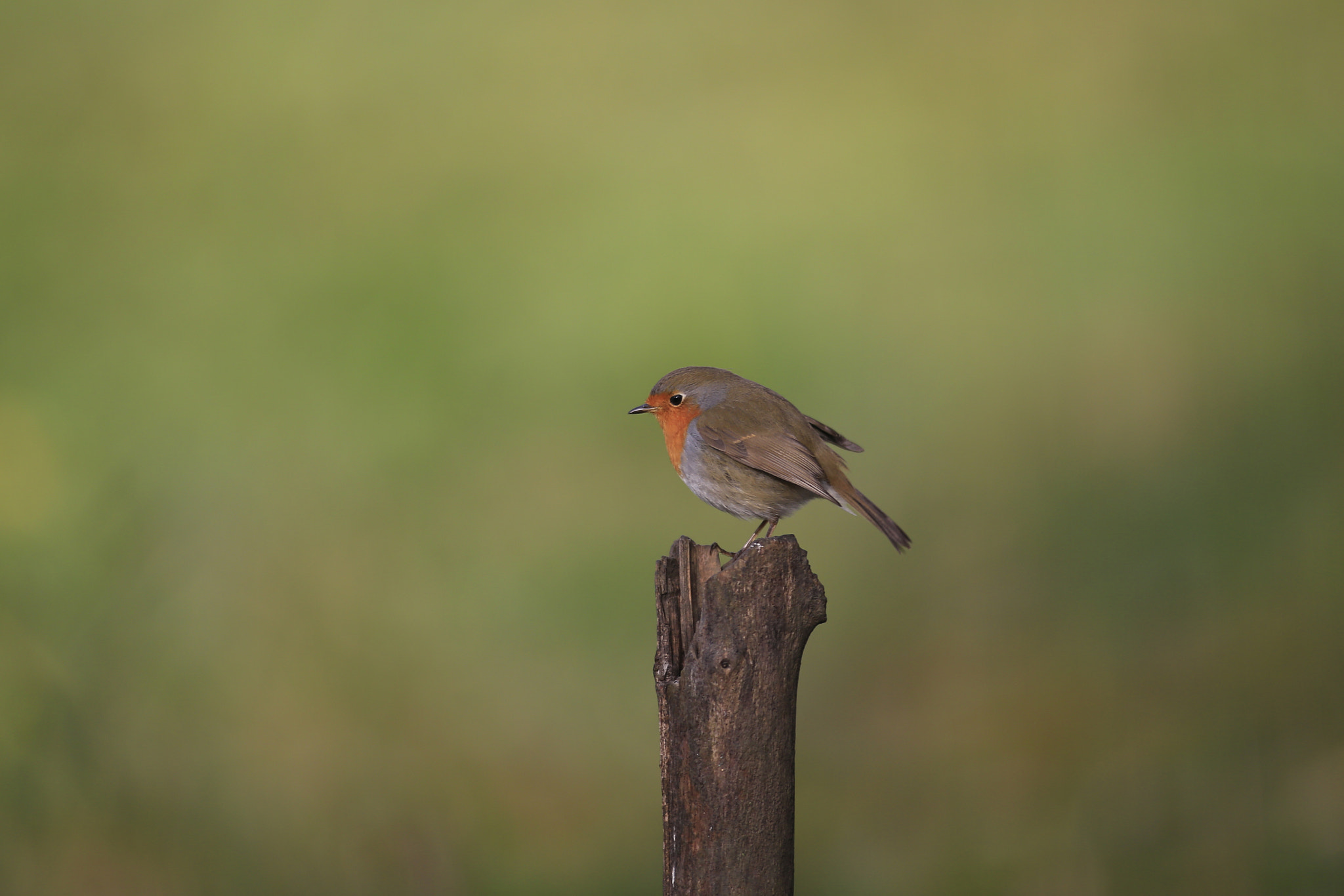 Canon EOS-1D X + Canon EF 300mm f/2.8L sample photo. Pettirosso photography