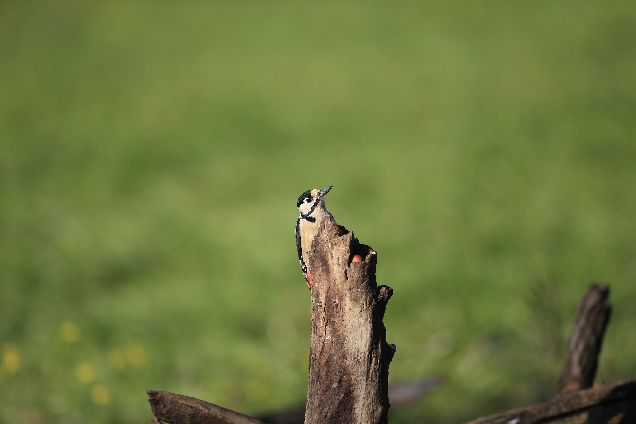 Canon EOS-1D X + Canon EF 300mm f/2.8L sample photo. Picchio photography