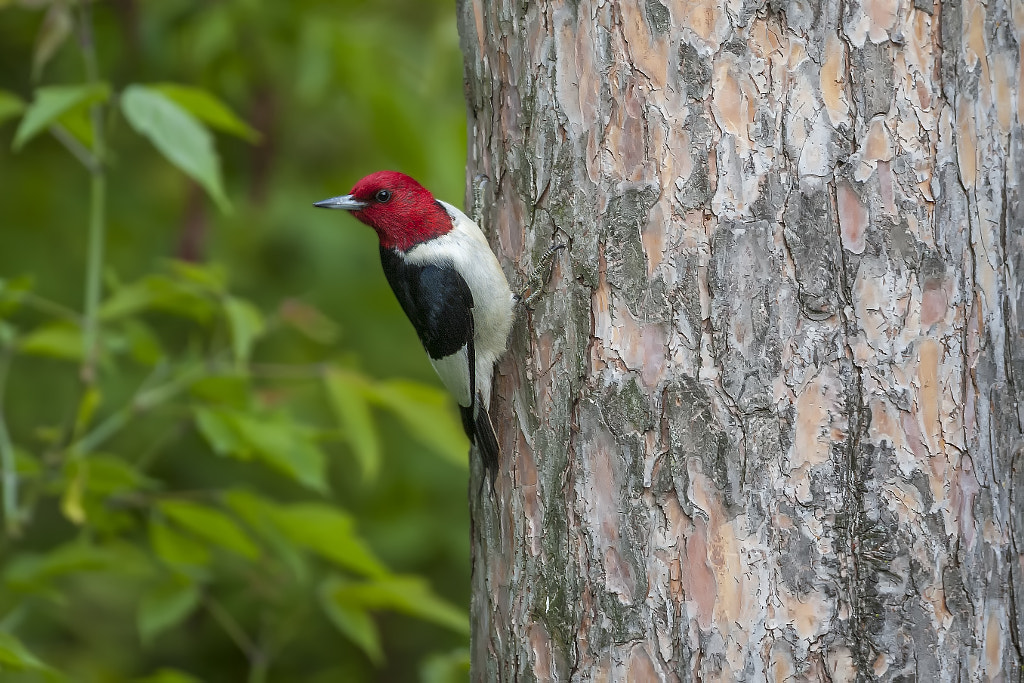 Red headed Woodpecker Most Beautiful Small Bird With Red Head You Should Know