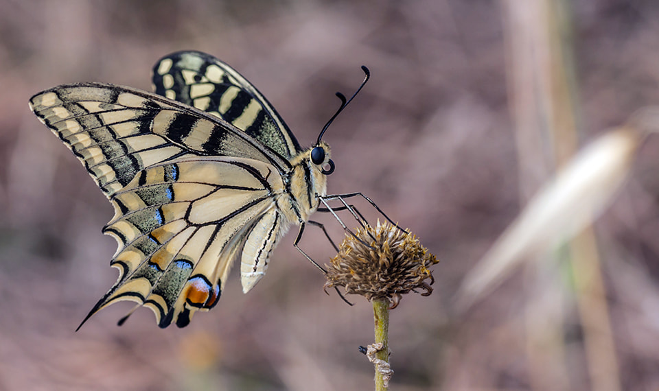 Sony Alpha DSLR-A700 + Tamron SP AF 90mm F2.8 Di Macro sample photo. Macaon photography