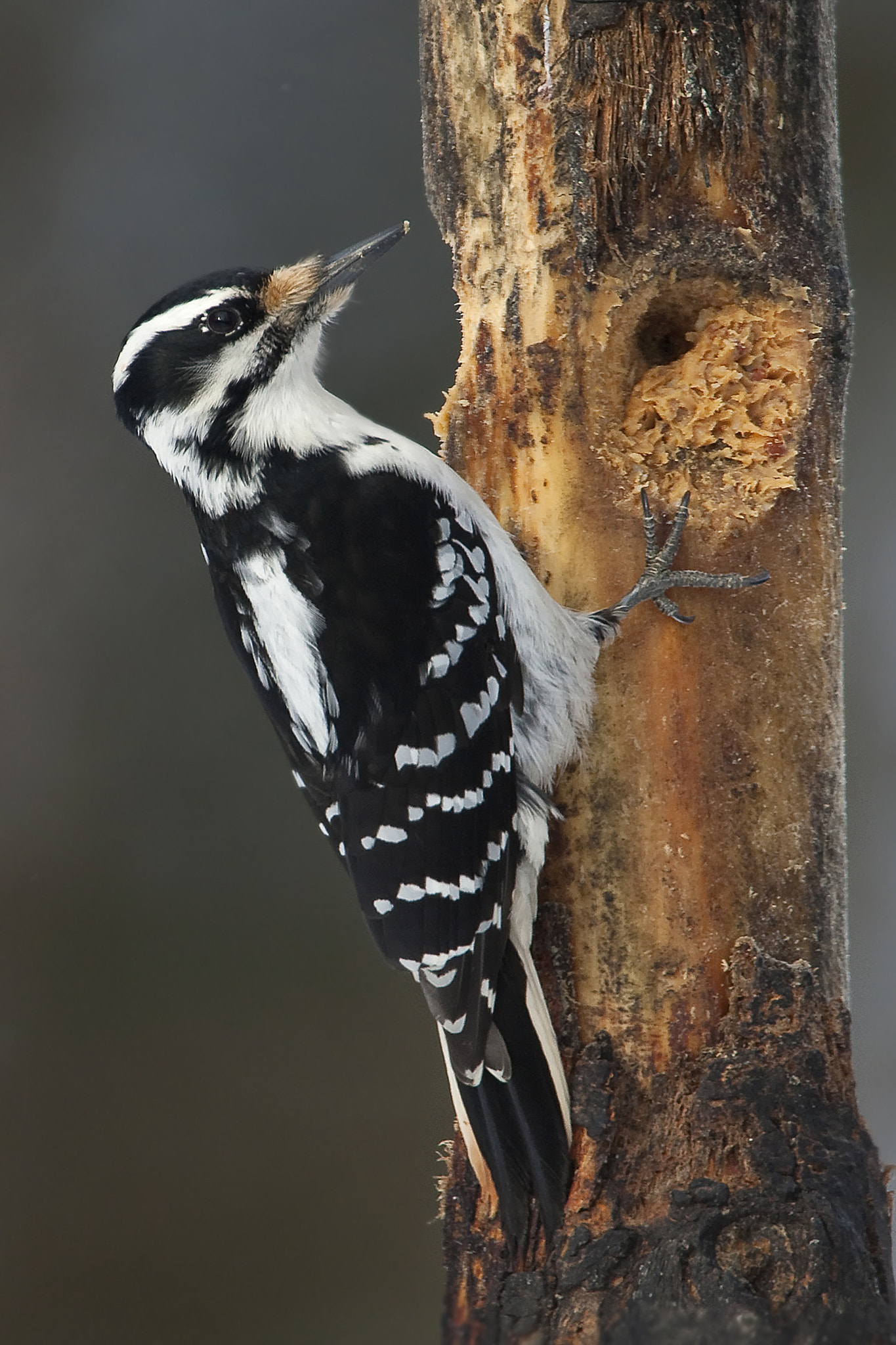 Canon EOS-1D Mark III + Canon EF 500mm F4L IS USM sample photo. Hairy woodpecker photography