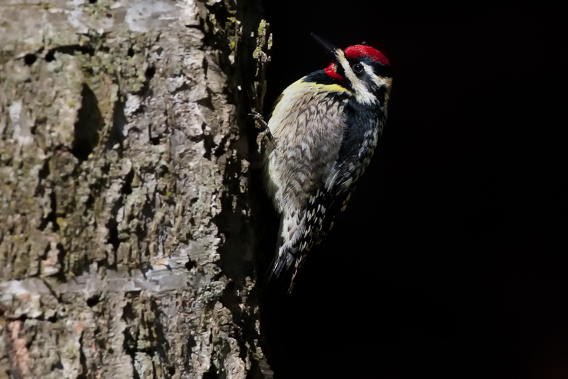 Canon EF 500mm F4L IS USM sample photo. Yellow bellied sapsucker photography