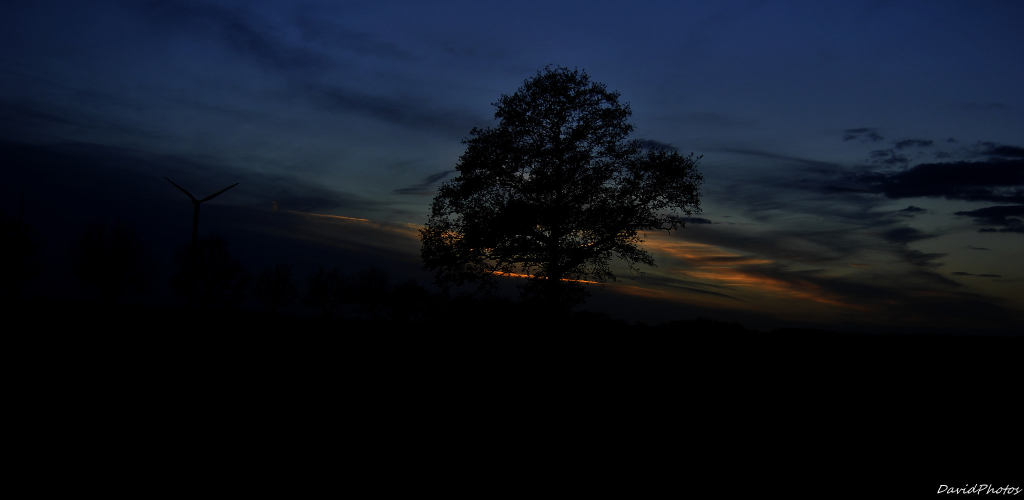Nikon D2Xs sample photo. A tree in the evening photography