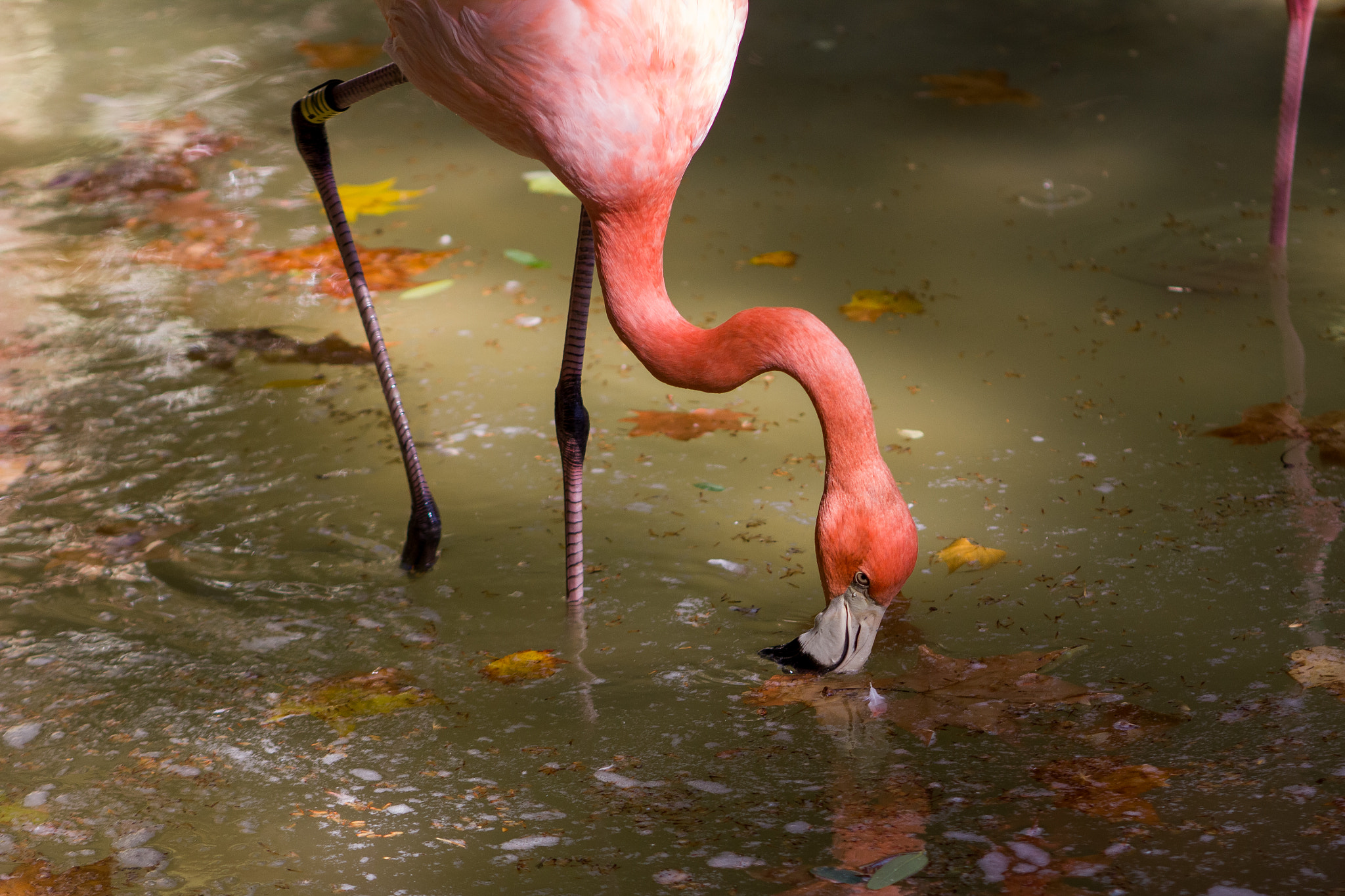 Canon EOS 550D (EOS Rebel T2i / EOS Kiss X4) + Canon EF 100mm F2.0 USM sample photo. Flamingo's dinner photography