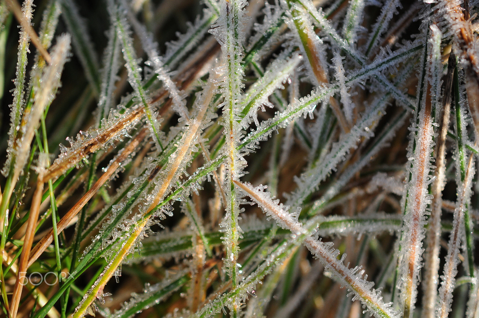 Nikon AF-S DX Micro Nikkor 40mm F2.8 sample photo. The first frost photography