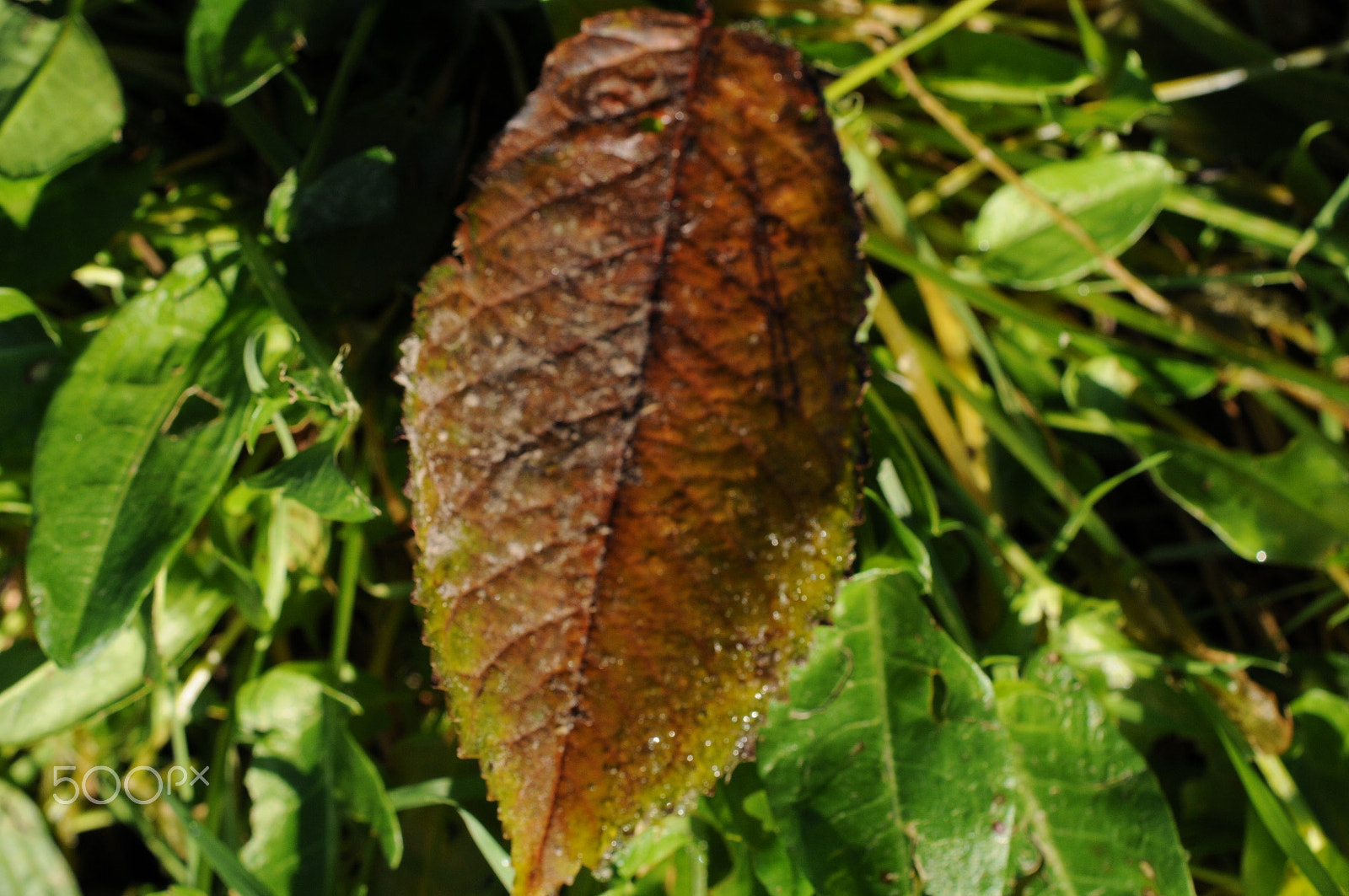 Nikon AF-S DX Micro Nikkor 40mm F2.8 sample photo. Autumn leaves photography