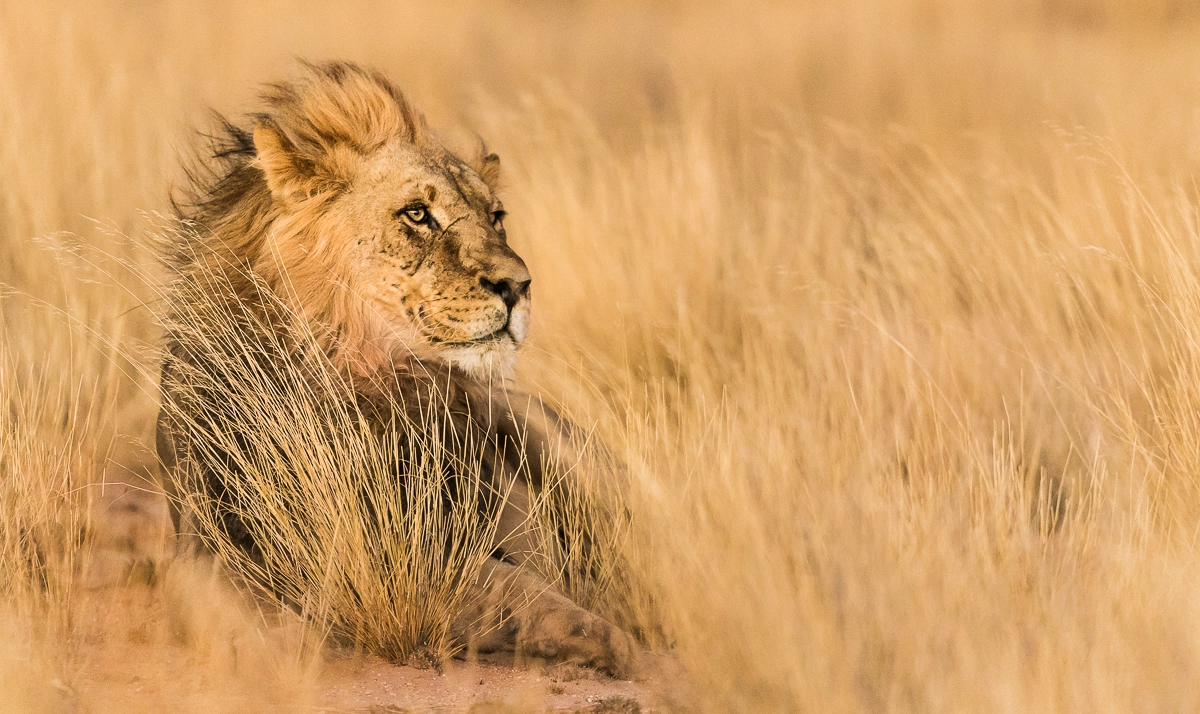 Canon EF 400mm F2.8L IS USM sample photo. Kalahari crown photography