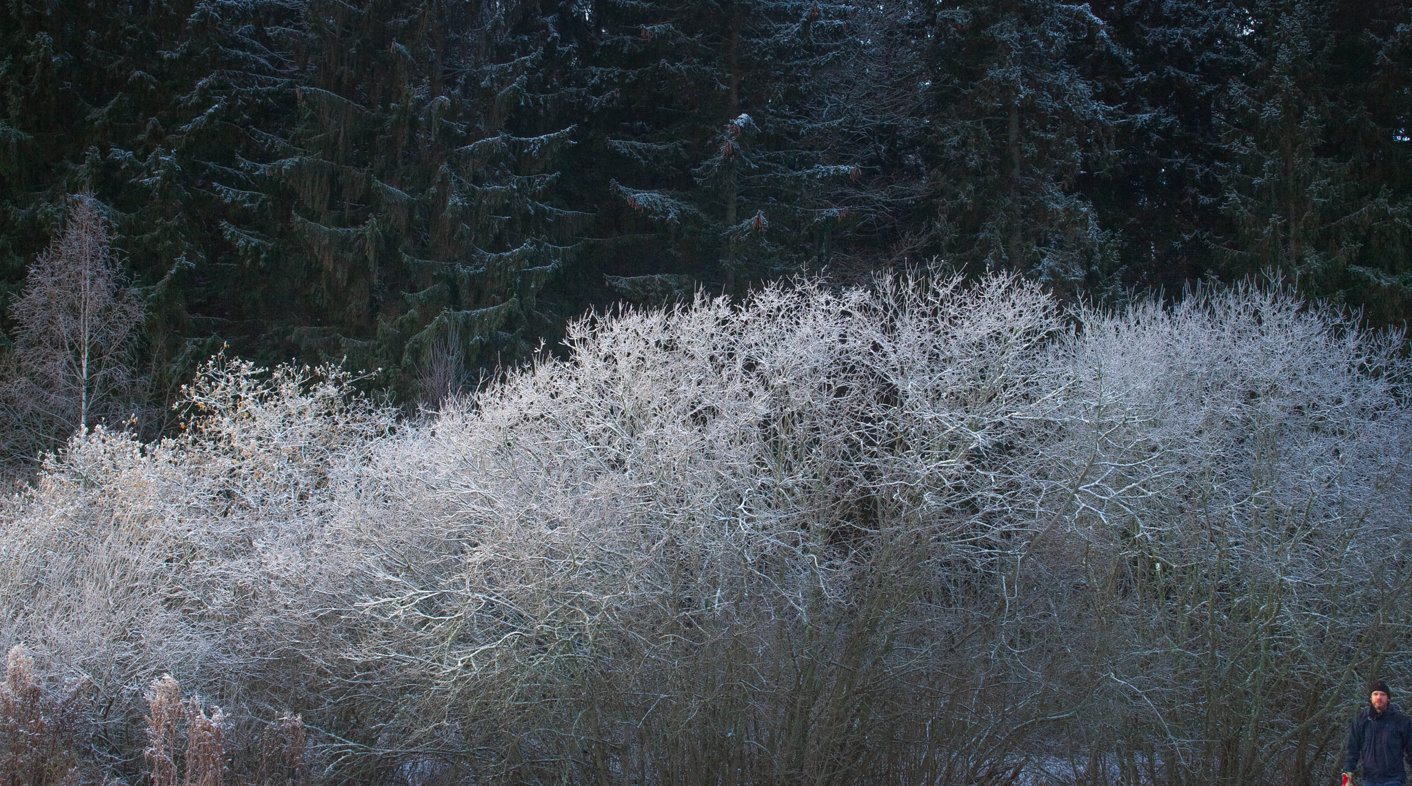 Canon EF 28-80mm f/2.8-4L sample photo. Frostbite. photography