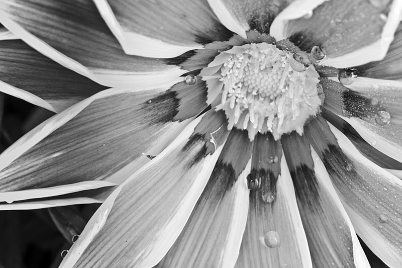 Olympus PEN E-P2 + OLYMPUS 50mm Lens sample photo. Flower photography
