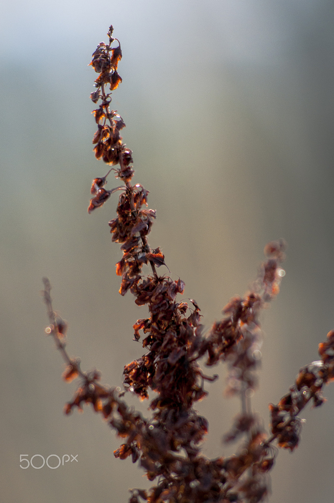 Nikon D300 + AF Nikkor 70-210mm f/4-5.6D sample photo. Winter morning hues photography