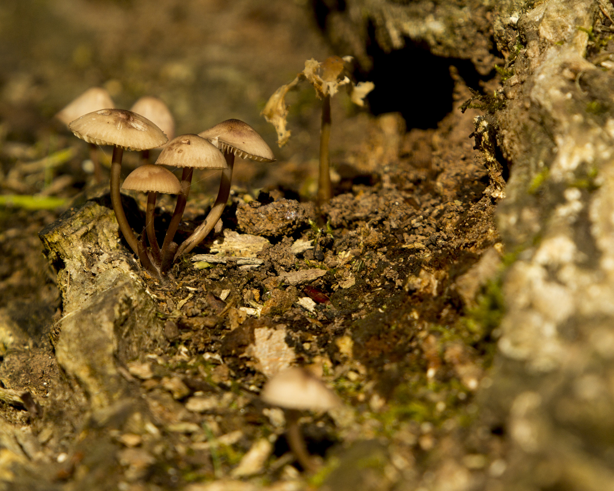 Sigma 50-500mm f/4-6.3 APO HSM EX sample photo. Woodland morning photography