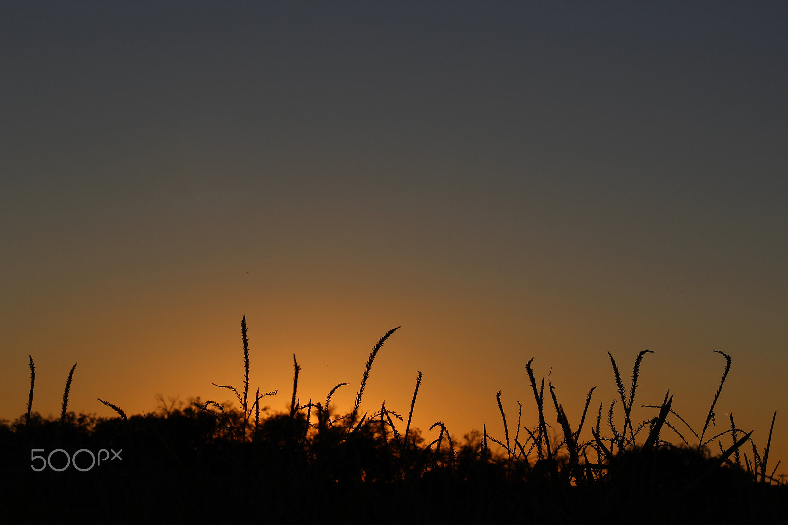 Canon EF75-300mm f/4-5.6 sample photo. Sunset over corn field photography