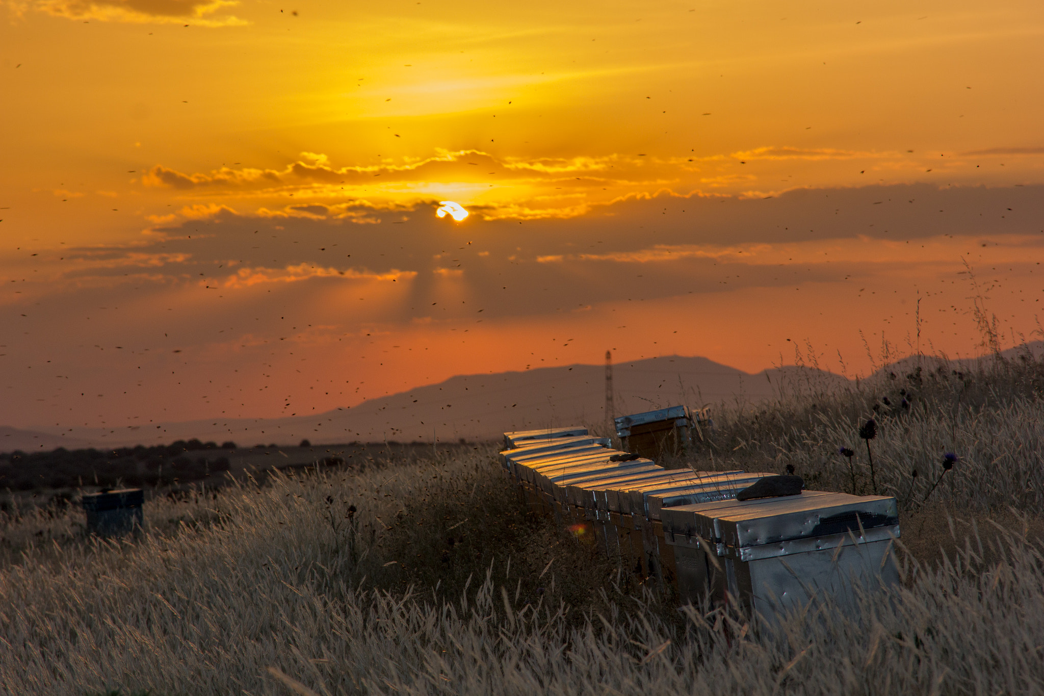 Sigma 18-125mm F3.8-5.6 DC OS HSM sample photo. Abejas y sol photography