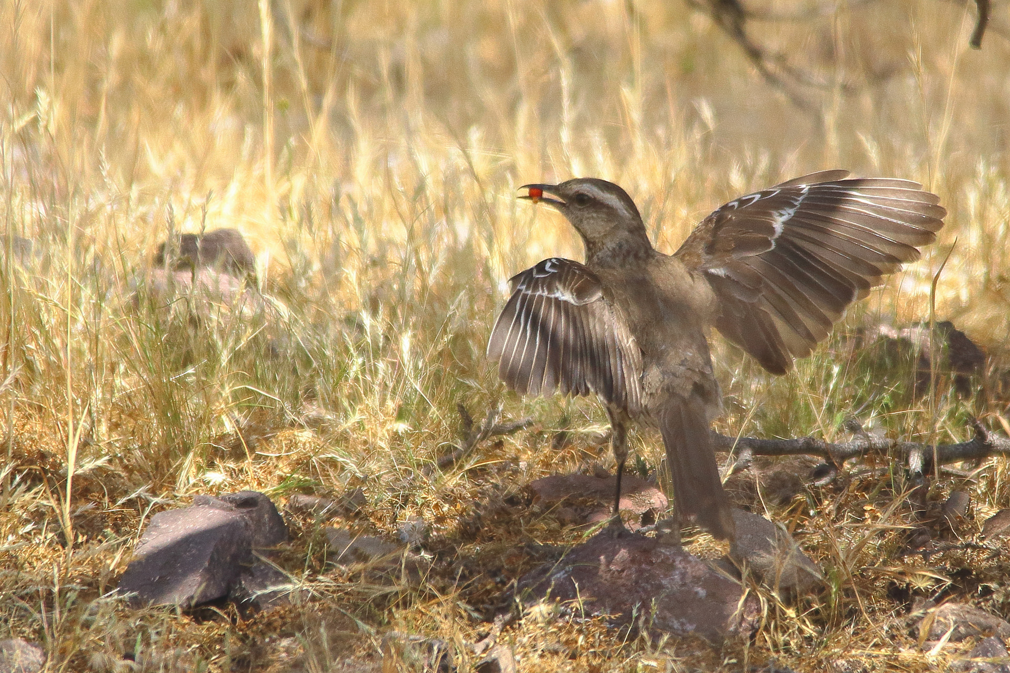 Sigma 150-500mm F5-6.3 DG OS HSM sample photo. Tenca photography