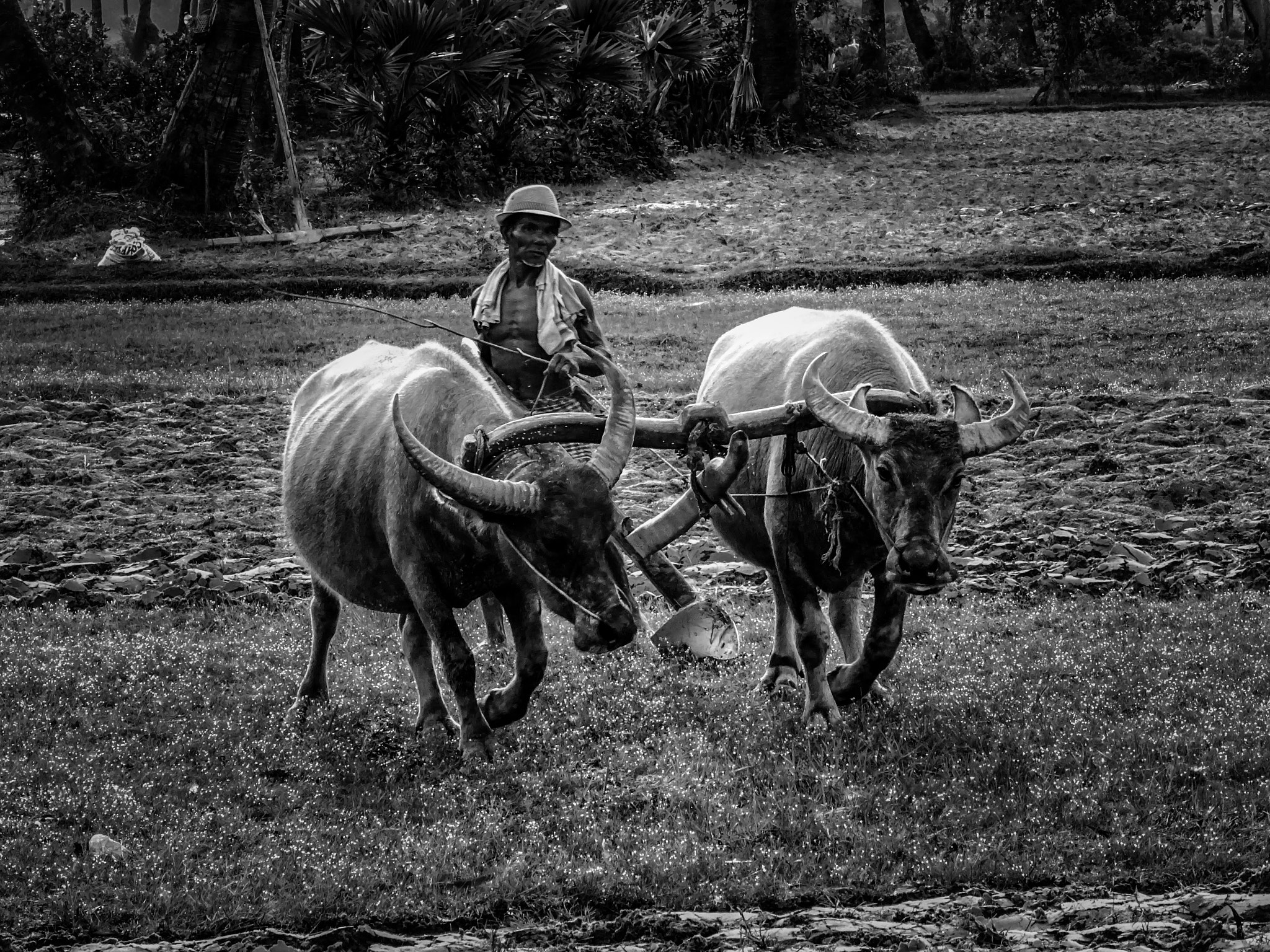 Sony DSC-HX60 sample photo. Farmer photography