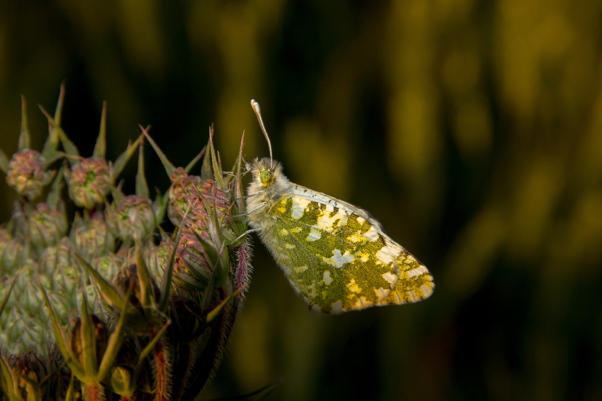 Sigma 18-125mm F3.8-5.6 DC OS HSM sample photo. Mariposa photography