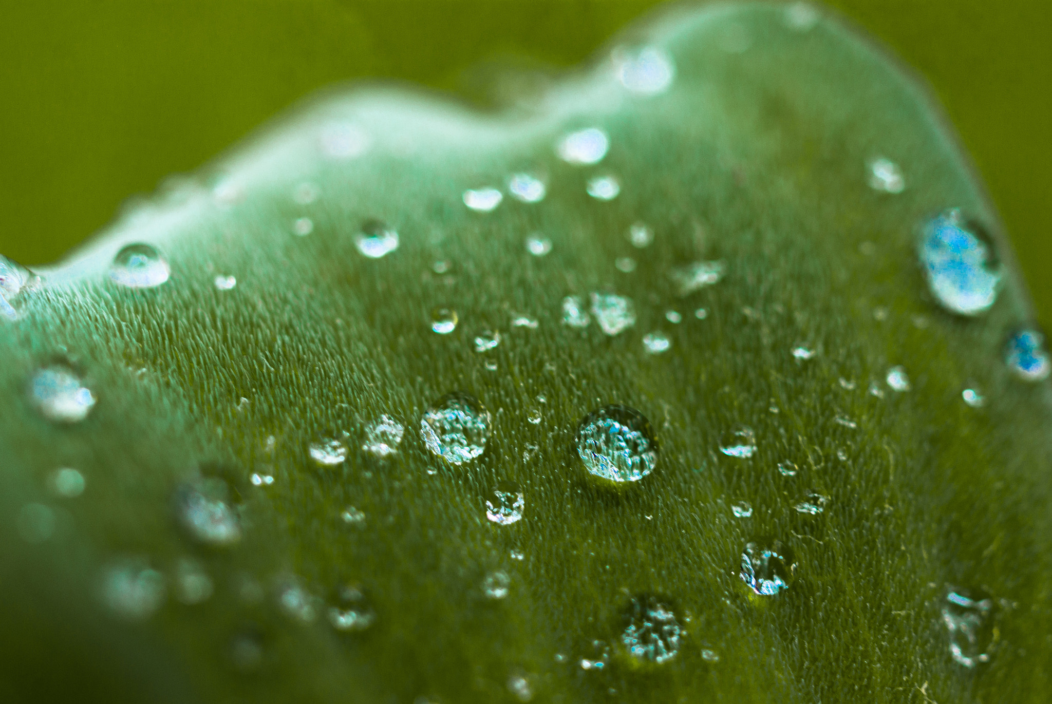 Pentax K10D + Pentax smc DA 35mm F2.8 Macro Limited sample photo. Waterdrops on a leaf photography