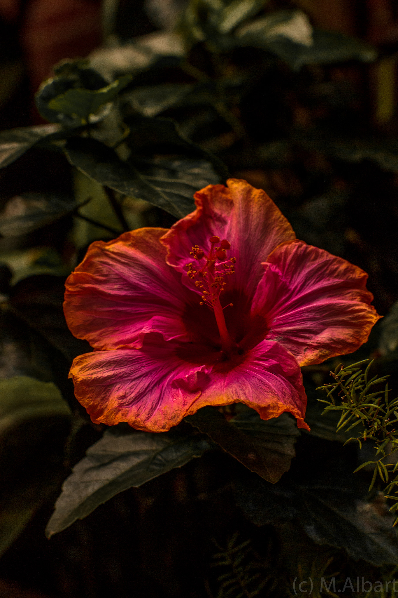 ZEISS Planar T* 50mm F1.4 sample photo. Botanischer garten photography