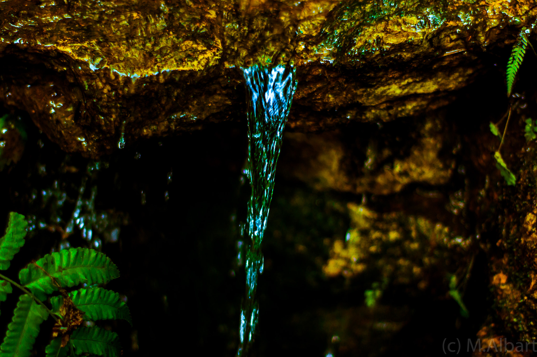 ZEISS Planar T* 50mm F1.4 sample photo. Botanischer garten photography