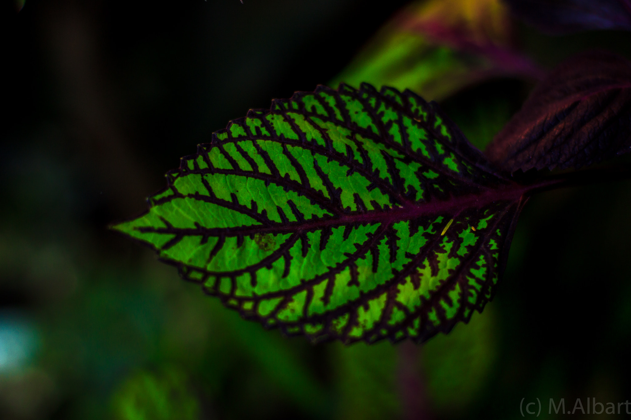 ZEISS Planar T* 50mm F1.4 sample photo. Botanischer garten photography