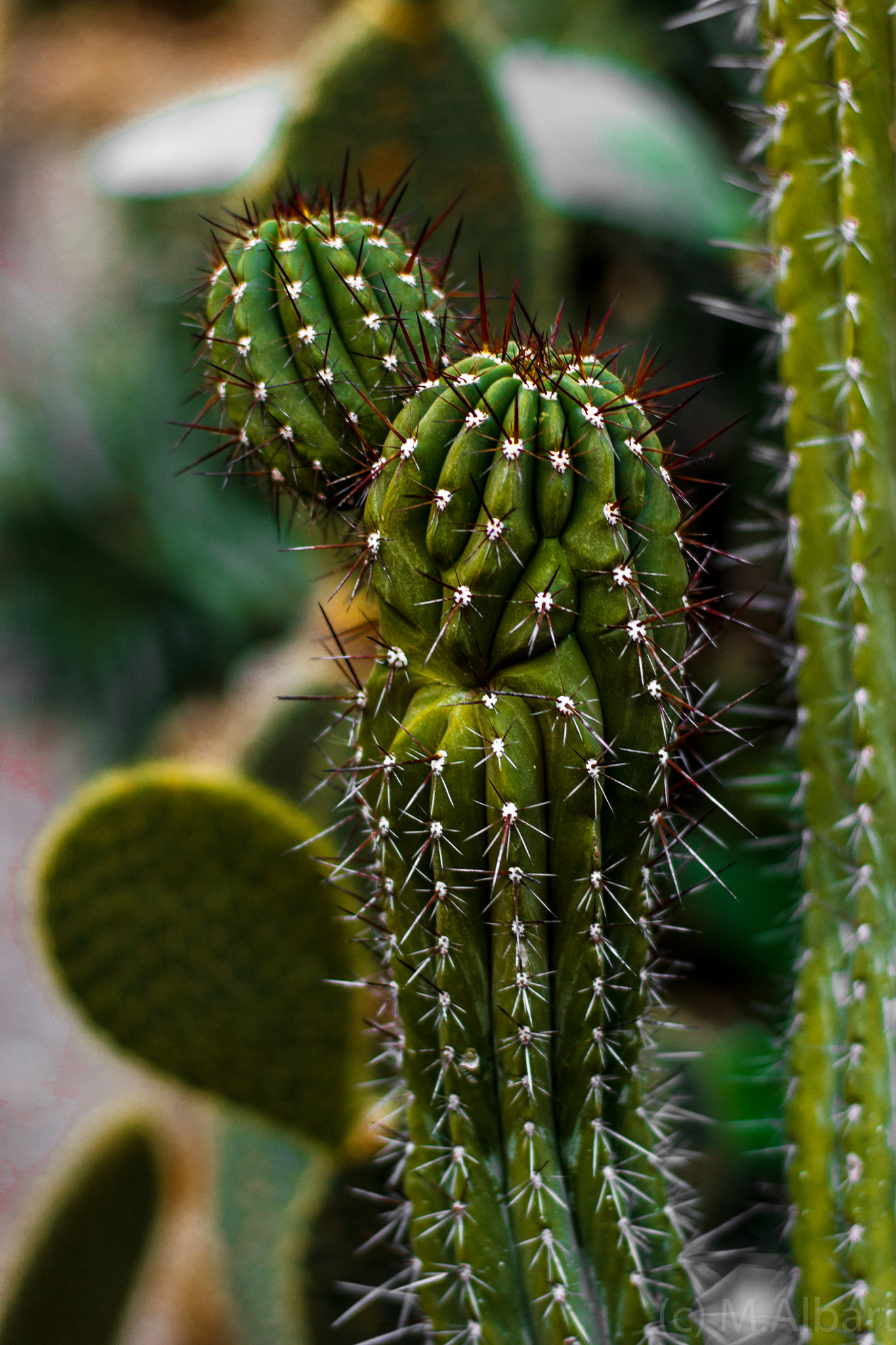 ZEISS Planar T* 50mm F1.4 sample photo. Botanischer garten photography
