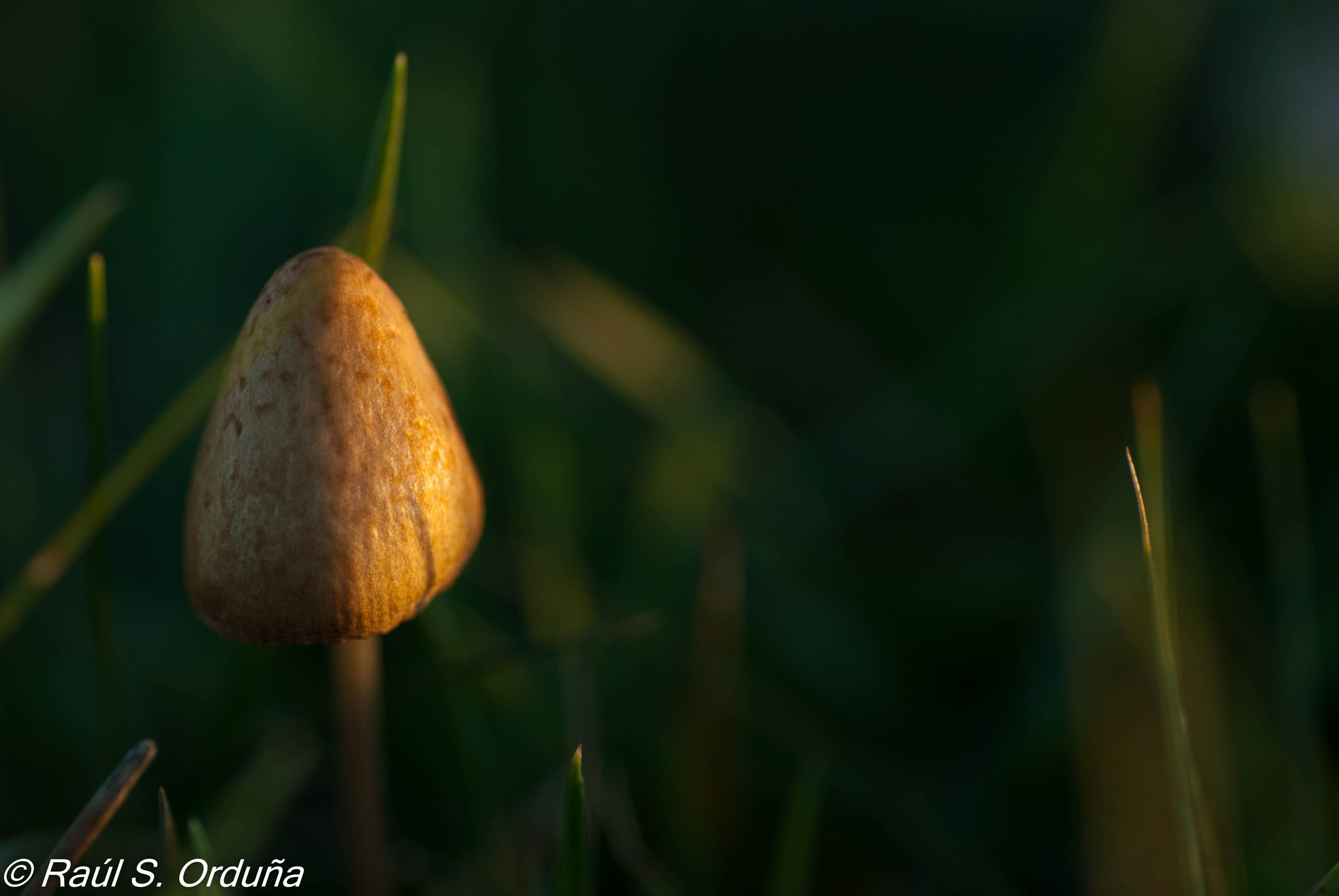 Nikon D60 sample photo. Mushroom bell photography