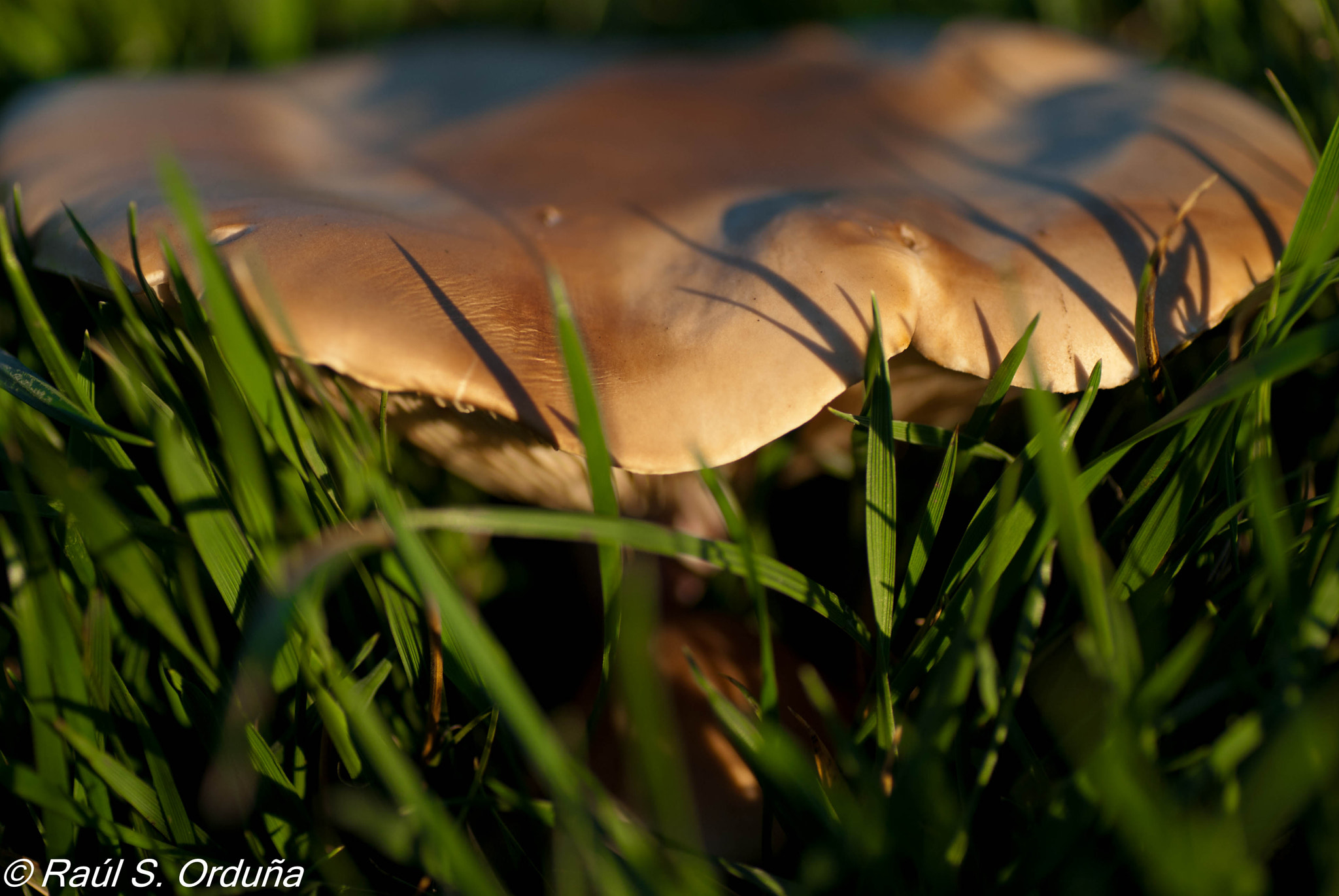 Nikon D60 sample photo. Mushroom u.f.o. photography