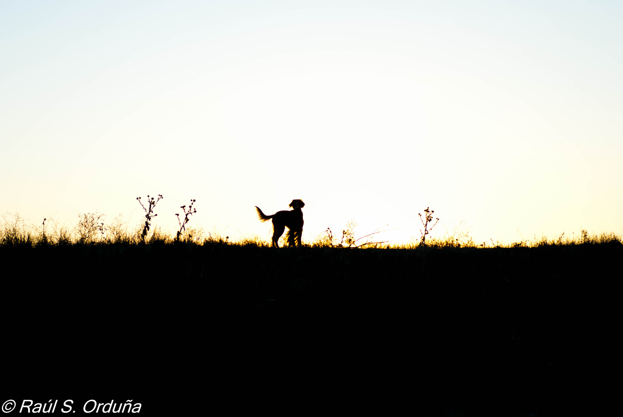 Nikon D60 sample photo. Staring at the sun photography