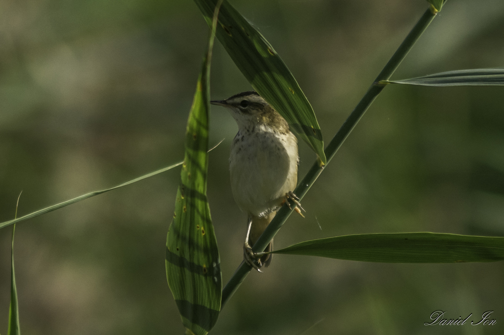 Pentax K-x + smc PENTAX-F 100-300mm F4.5-5.6 sample photo. Lacar mic (acrocephalus schoenobaenus) () photography