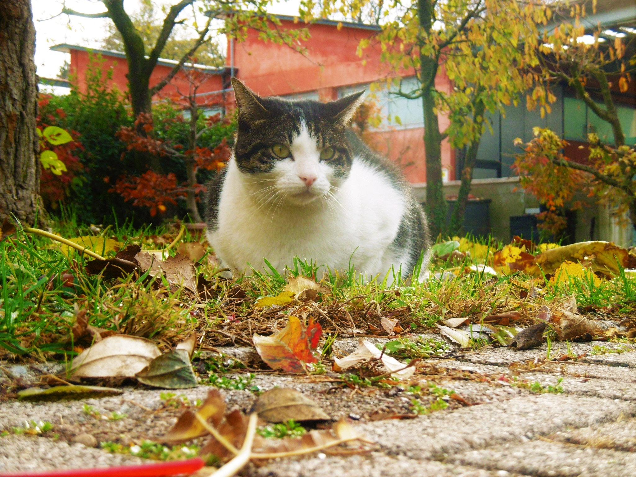Panasonic DMC-SZ8 sample photo. Romeo photography
