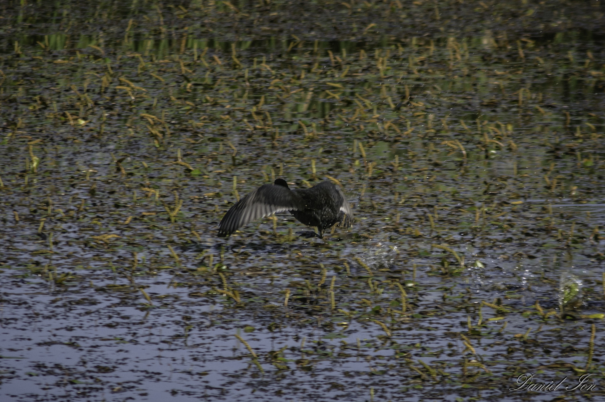 smc PENTAX-F 100-300mm F4.5-5.6 sample photo. Lisita ( fulica atra )ordinul gruiformes familia rallidae () photography