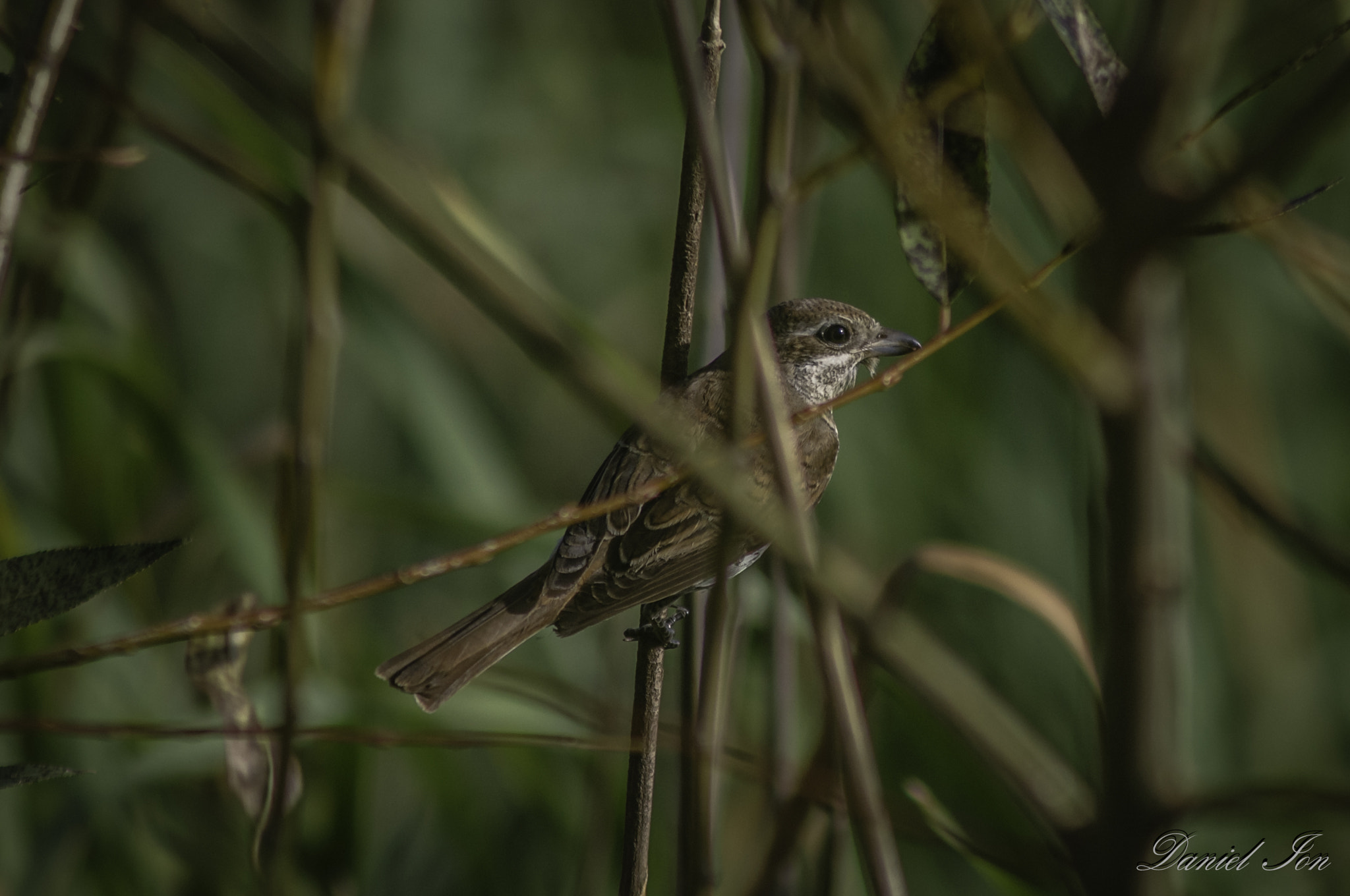 smc PENTAX-F 100-300mm F4.5-5.6 sample photo. Sfranciocul rosiatic ( lanius collurio ) ordinul passeriformes familia laniidae () photography