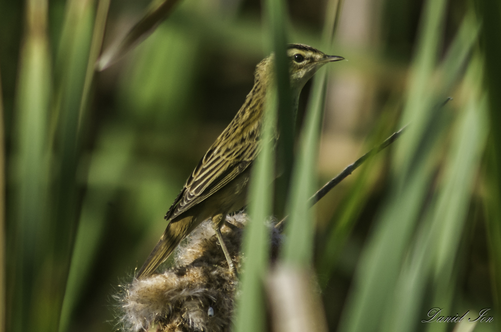 Pentax K-x + smc PENTAX-F 100-300mm F4.5-5.6 sample photo. Lacar mic (acrocephalus schoenobaenus) () photography