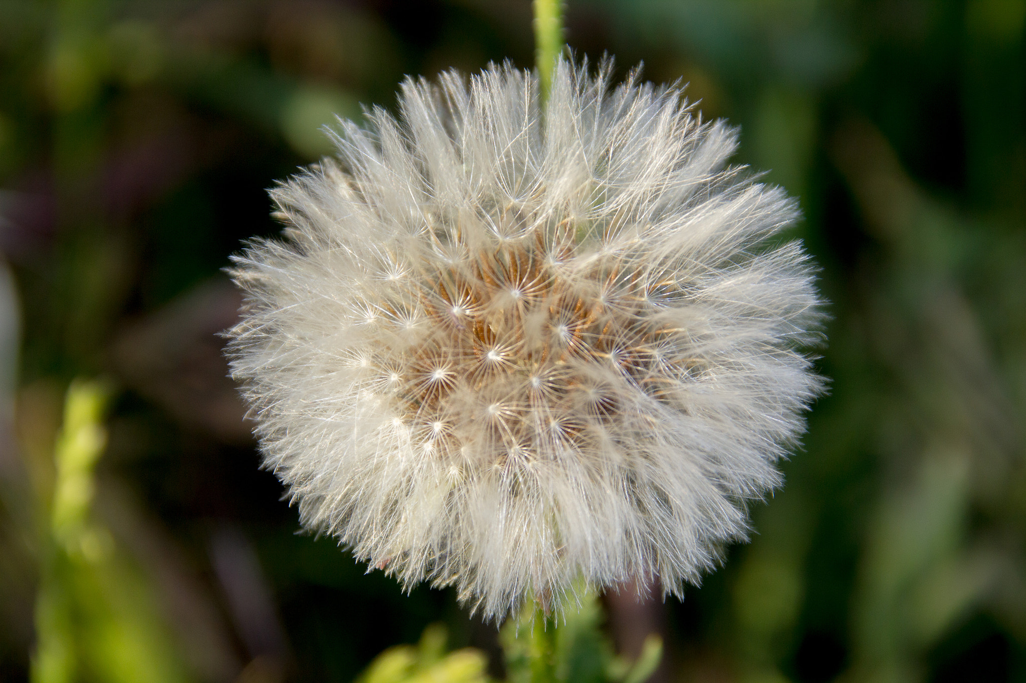 Sigma 18-125mm F3.8-5.6 DC OS HSM sample photo. Semillas photography
