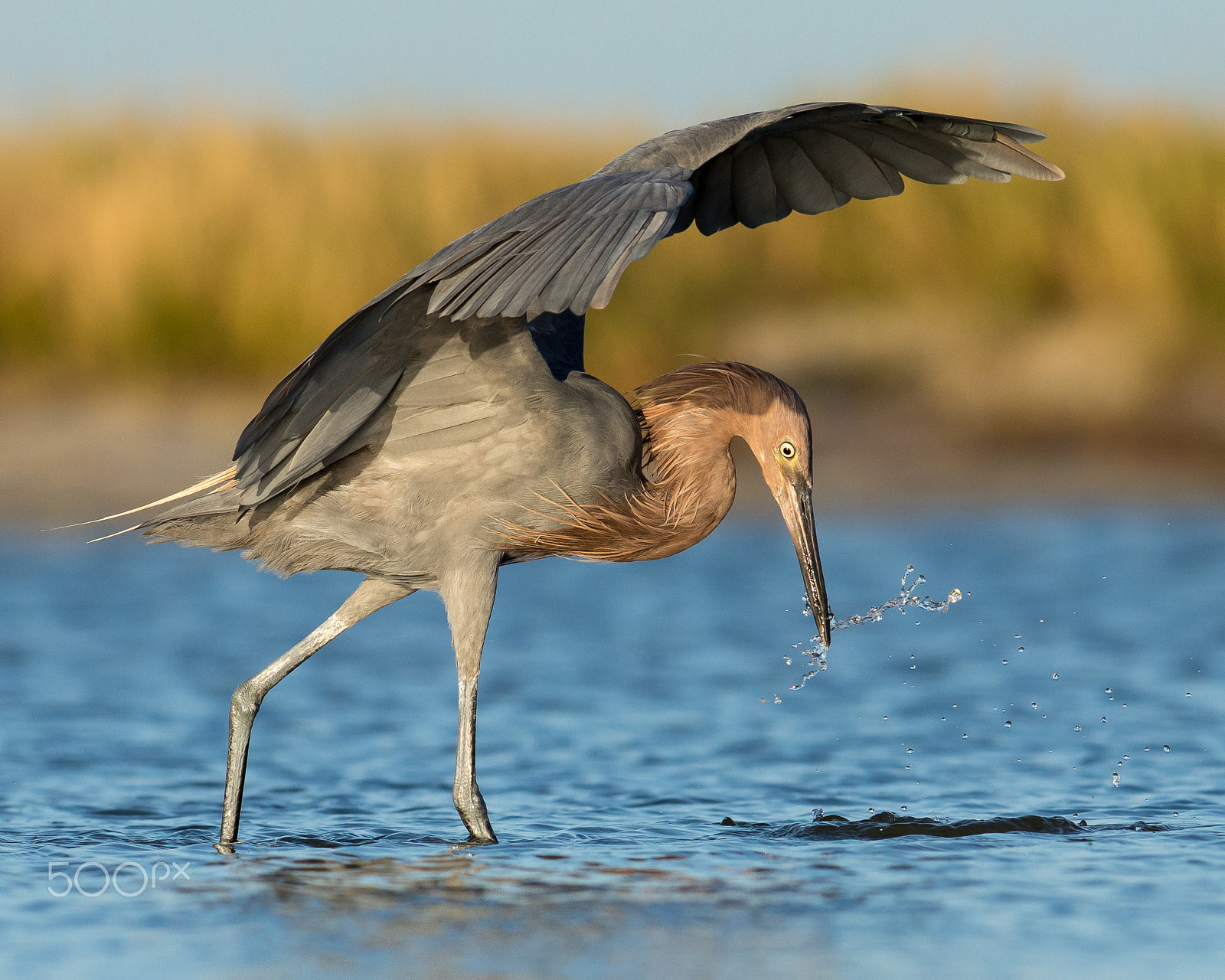 Nikon AF-S Nikkor 300mm F2.8G ED VR II sample photo. Where's the fish? photography