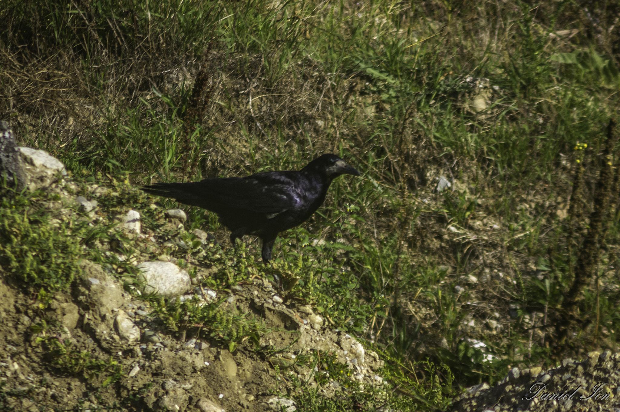 Pentax K-x + smc PENTAX-F 100-300mm F4.5-5.6 sample photo. Cioara de semanatura ( corvus frugilegus ) order passeriformes family corvidae () photography