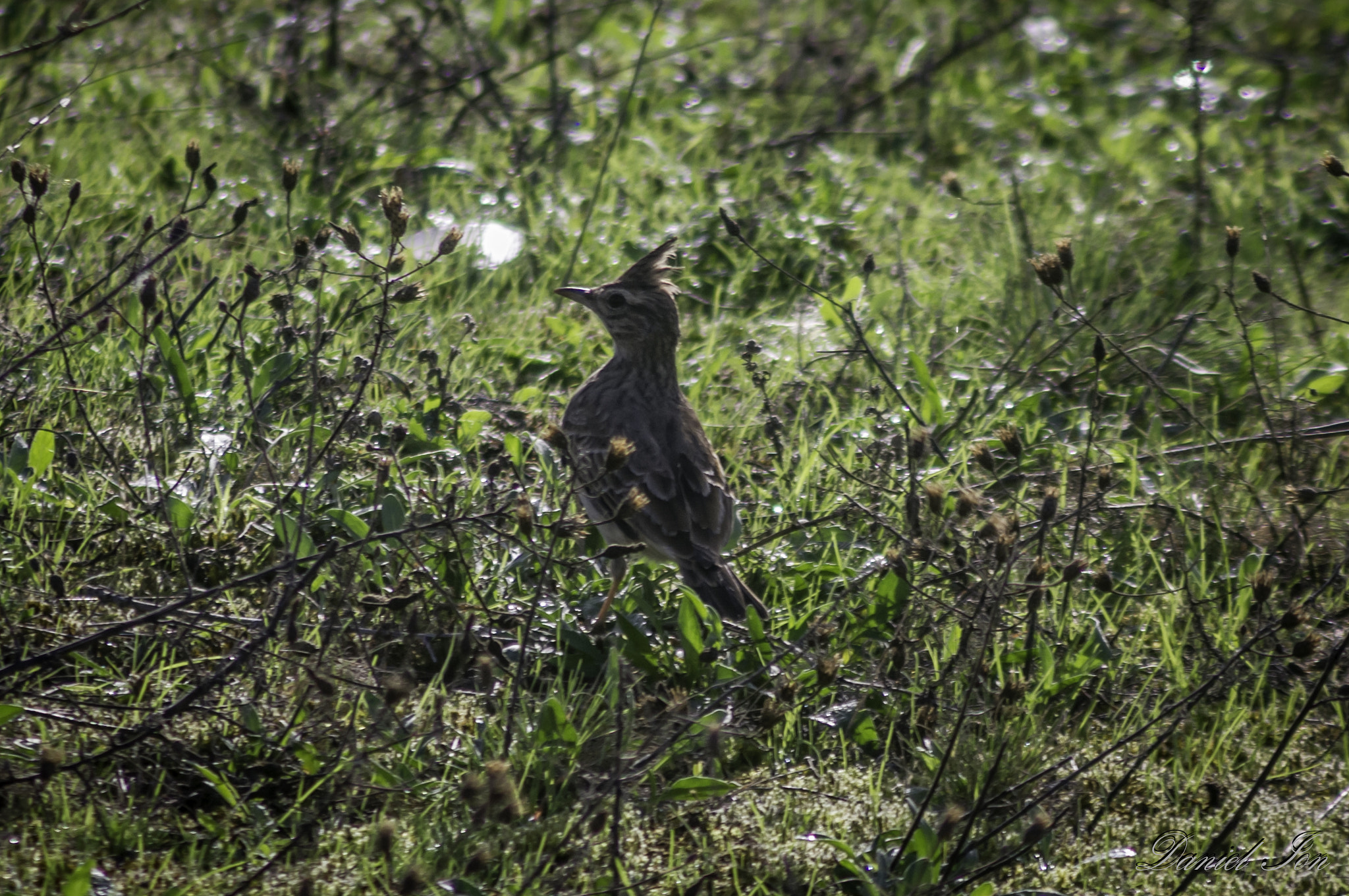 smc PENTAX-F 100-300mm F4.5-5.6 sample photo. Ciocarlanul ( galerida cristata )order passeriformes family alaudidae () photography